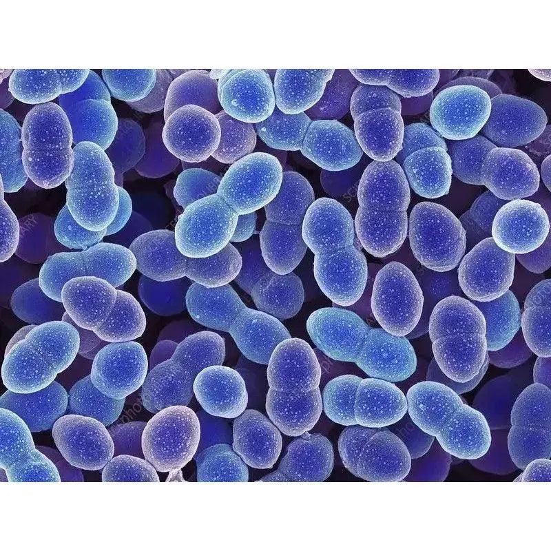 Enterococcus Species in Milk Kefir Grains: An Unexpected