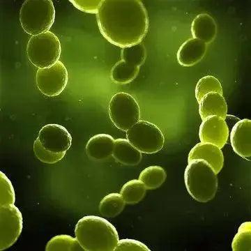 The Streptococcus Pair: Health Enhancing Probiotics in Milk Kefir Grains - Part 4 Zoh Probiotics