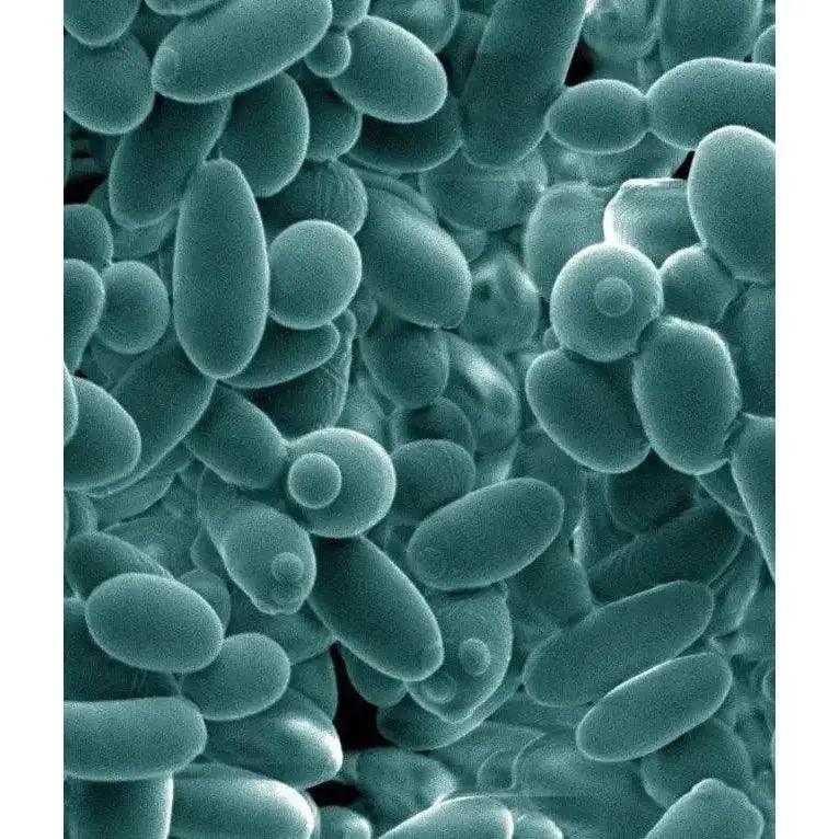 Illustrative image depicting Dekkera and Kluyveromyces yeasts in milk kefir's microbiota
