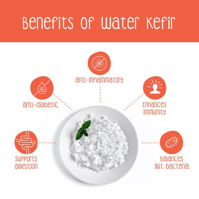 Benefits of Water Kefir Grains Probiotics Beverage - Zoh probiotics