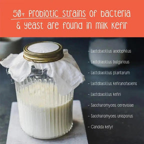 "Zoh Probiotics Milk Kefir Starter Culture with 50+ strains of bacteria and yeast - a superfood for your gut."