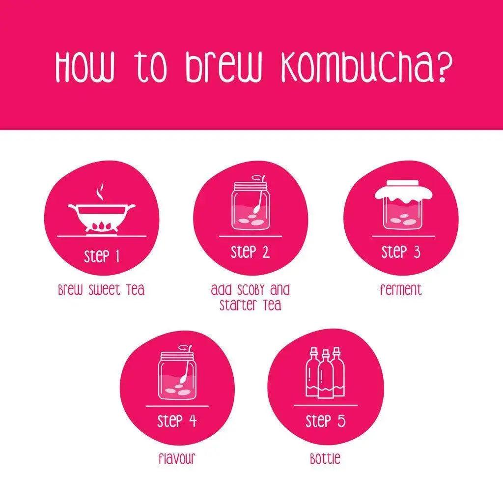 Kombucha SCOBY - Zoh Probiotics