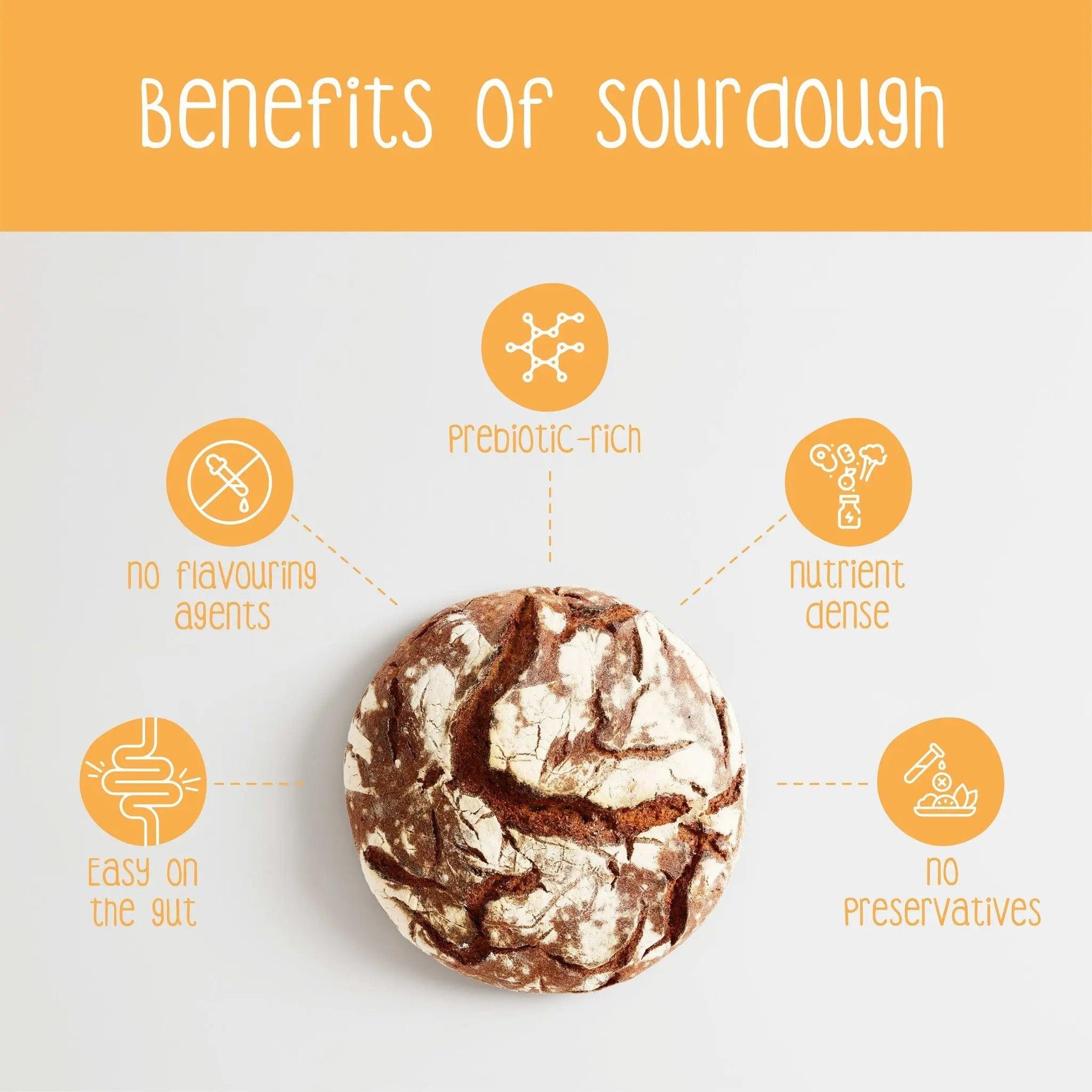 Health Benefits of San Francisco Sourdough Infographic by Zoh Probiotics