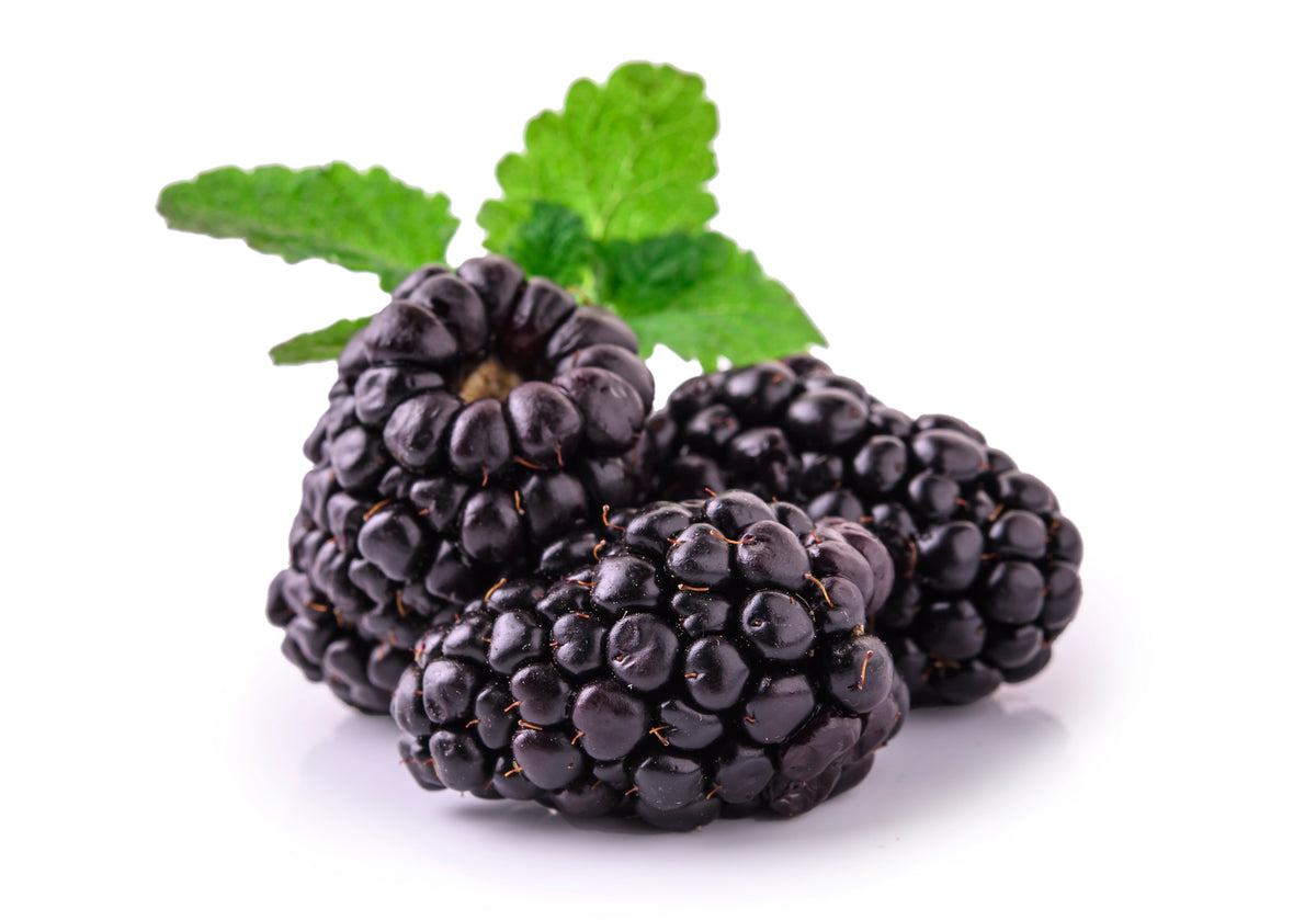 closeup-shot-fresh-blackberries - Zoh Probiotics