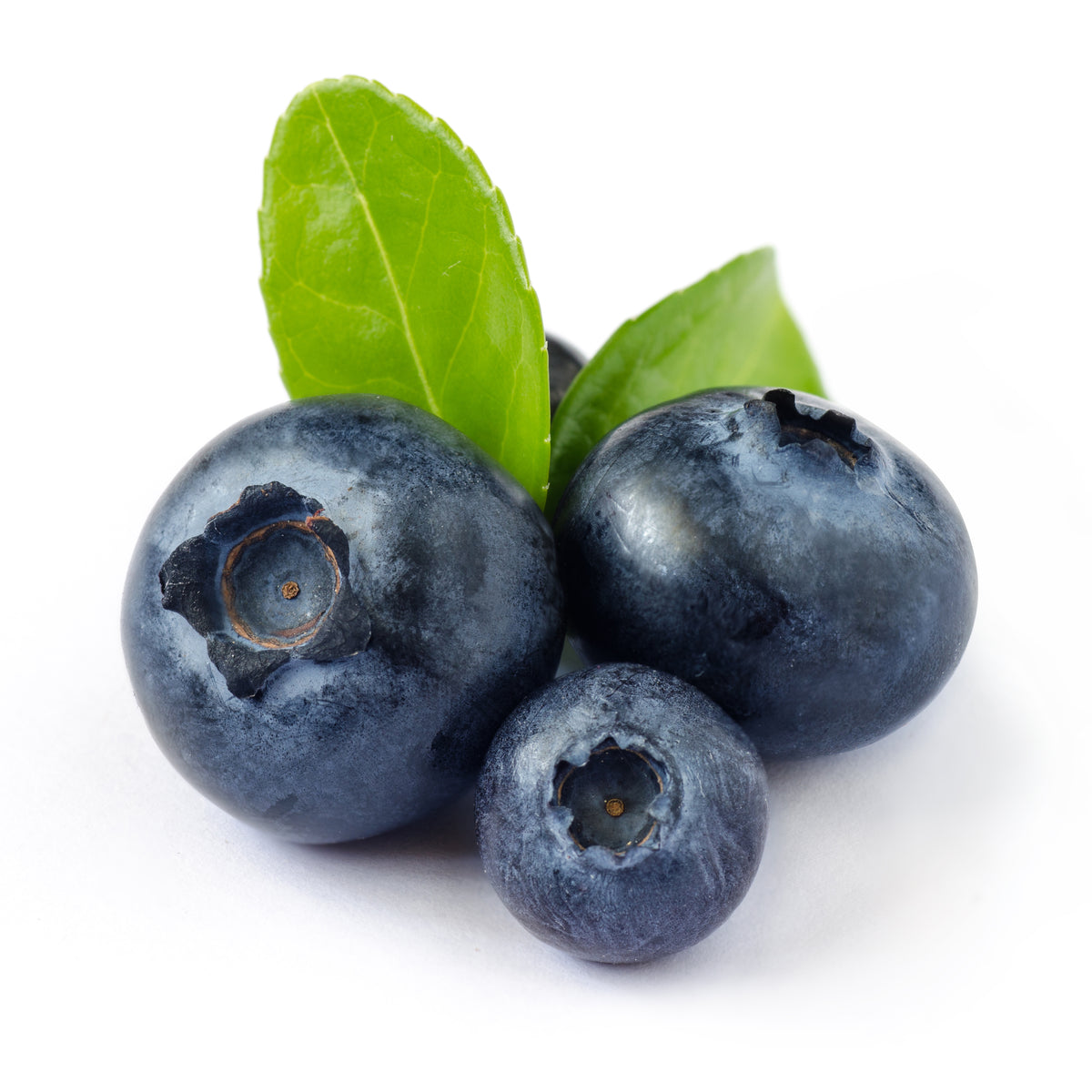 fresh-blueberries - Zoh Probiotics